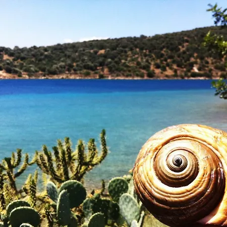 Spacious Sea Front - Porto Bouffalo - Evia *